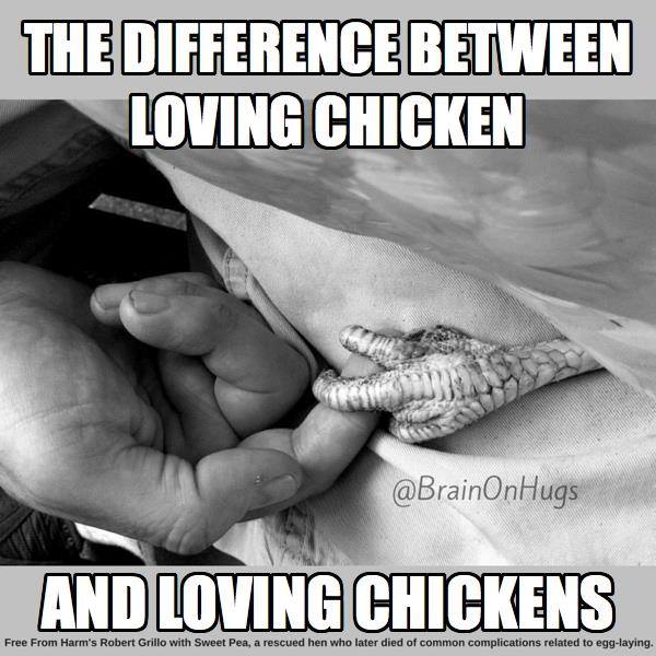 The Difference Between Loving Chicken and Loving Chickens