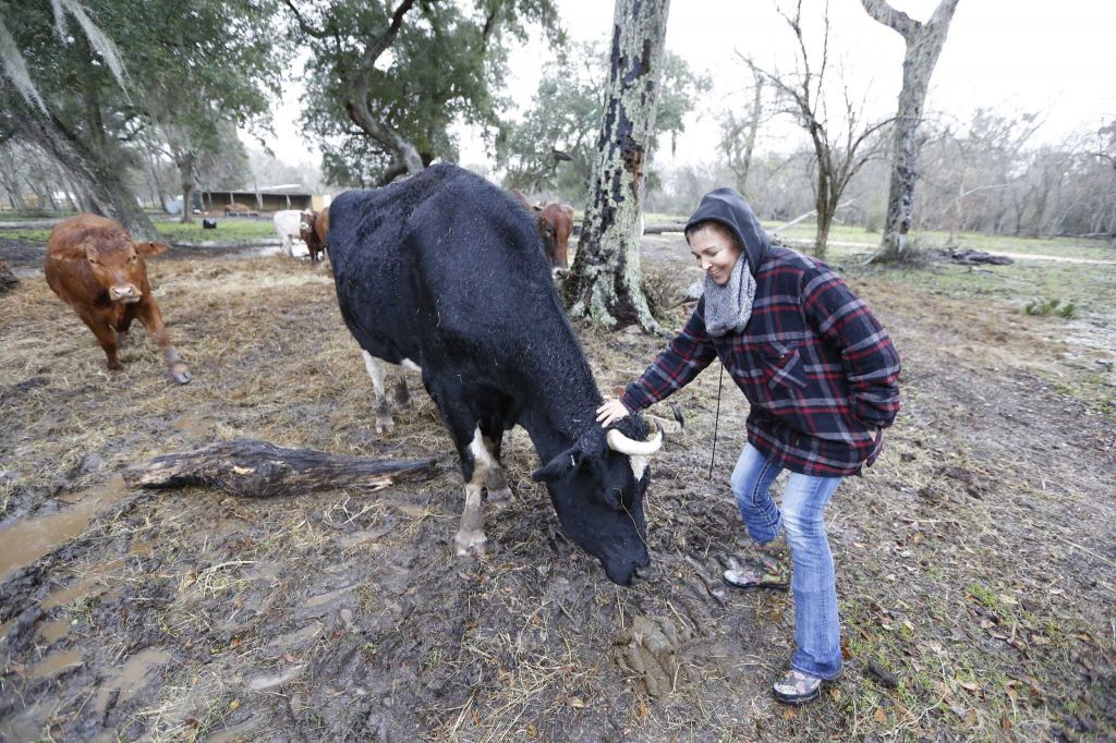 Rowdy Girl Sanctuary resident "Murray" is petted by Renne King-Sonnen while "Fireball" is in the background Tuesday, Jan. 26, 2016, in Angleton. The vegan farm sanctuary is run by Renee King-Sonnen, who recently bought a herd of cattle from her husband in an effort to rescue the cows from slaughter. Now, the sanctuary is home to 48 cows, 7 chicken, a turkey, 4 horses and 4 pigs, who get to stay on the 96-acre lot in a sort of spa-retirement setting. While some of the cows were rescued locally, including the many from her husband's herd, there are new additions coming in from as far away as Florida, as King-Sonnen works to disrupt the traditional farming system that she feels is cruel to animals. ( Steve Gonzales / Houston Chronicle )