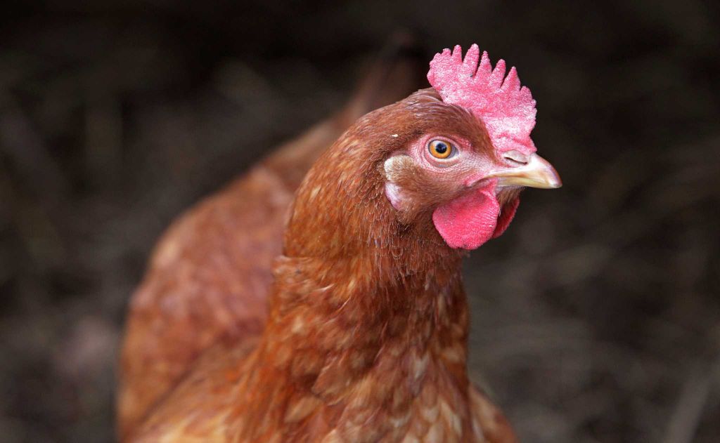 Twisted Sister is a resident chicken at the ranch.