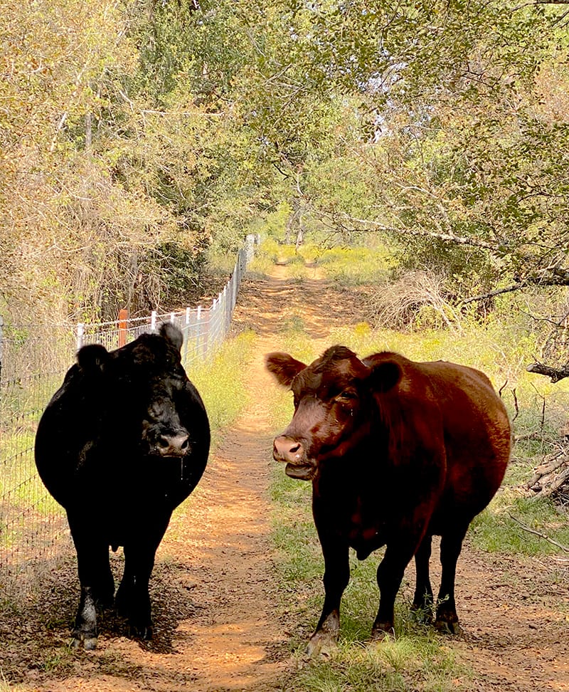 Another shot of Veronica and Betty hanging out on the trail.