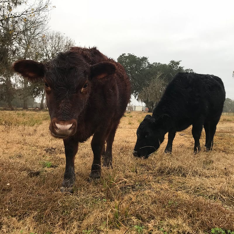 Betty & Veronica standing in the pasture.