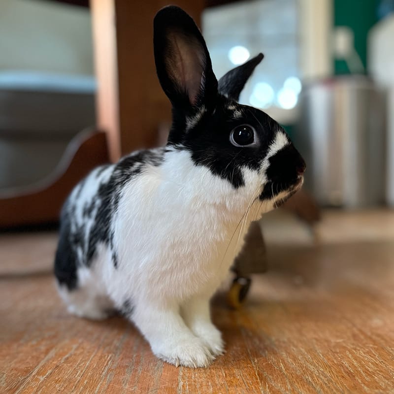 BunBun under the table.