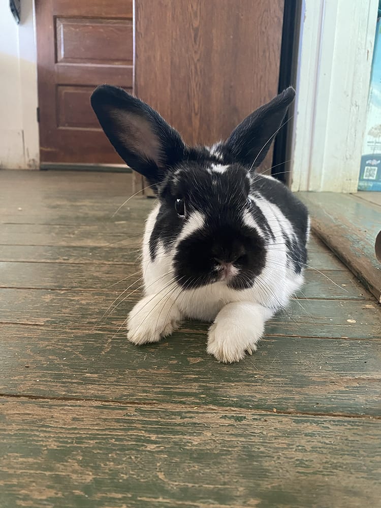 BunBun on the floor indoors.