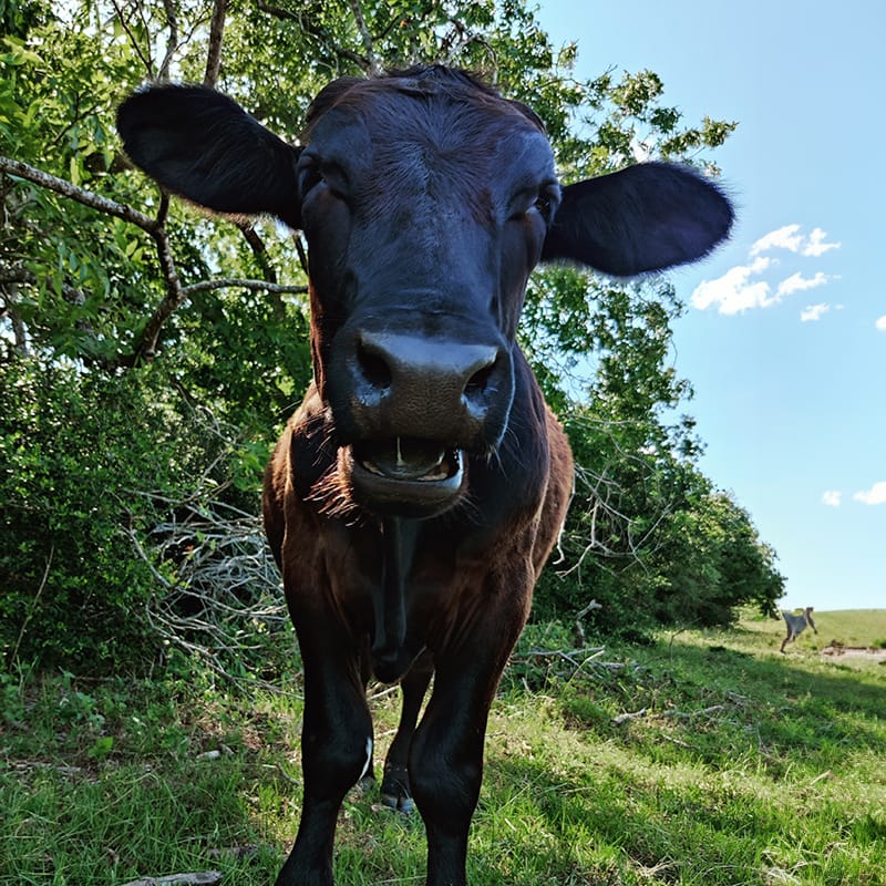Buster, hamming it up for the camera.
