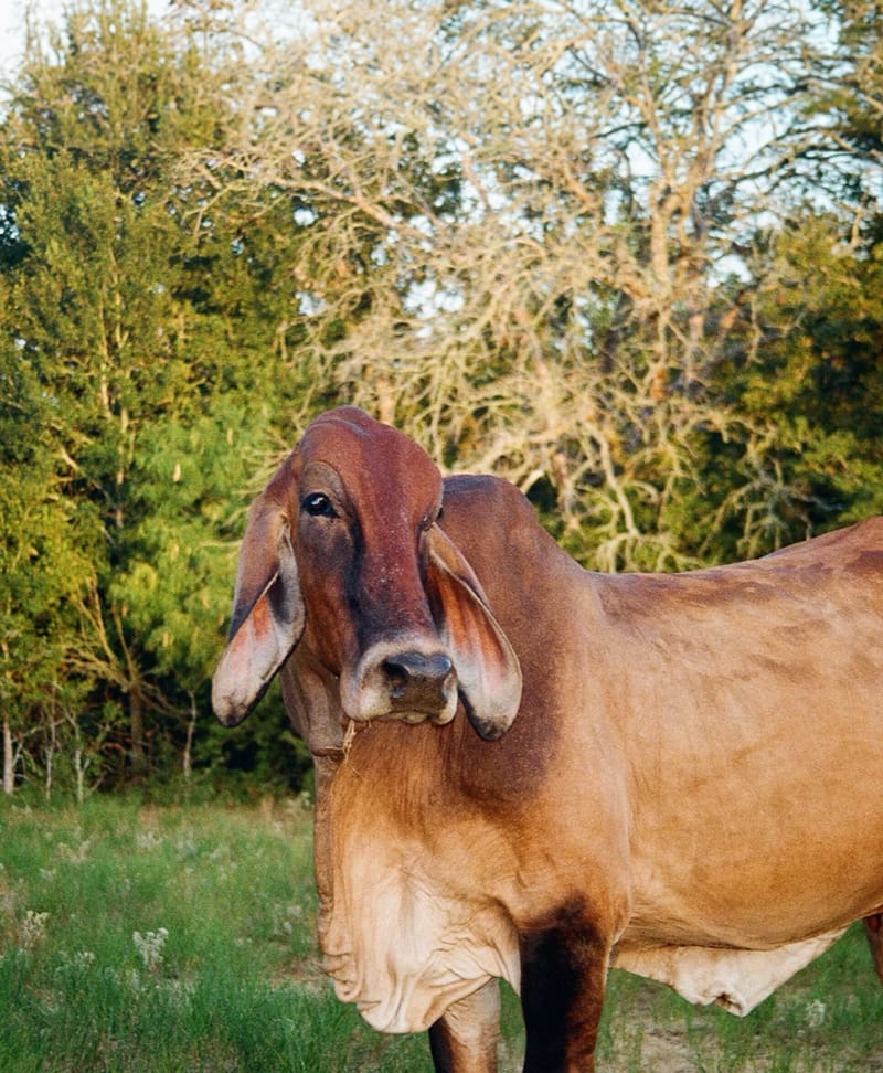 Cinnamon, a beloved resident of the sanctuary.