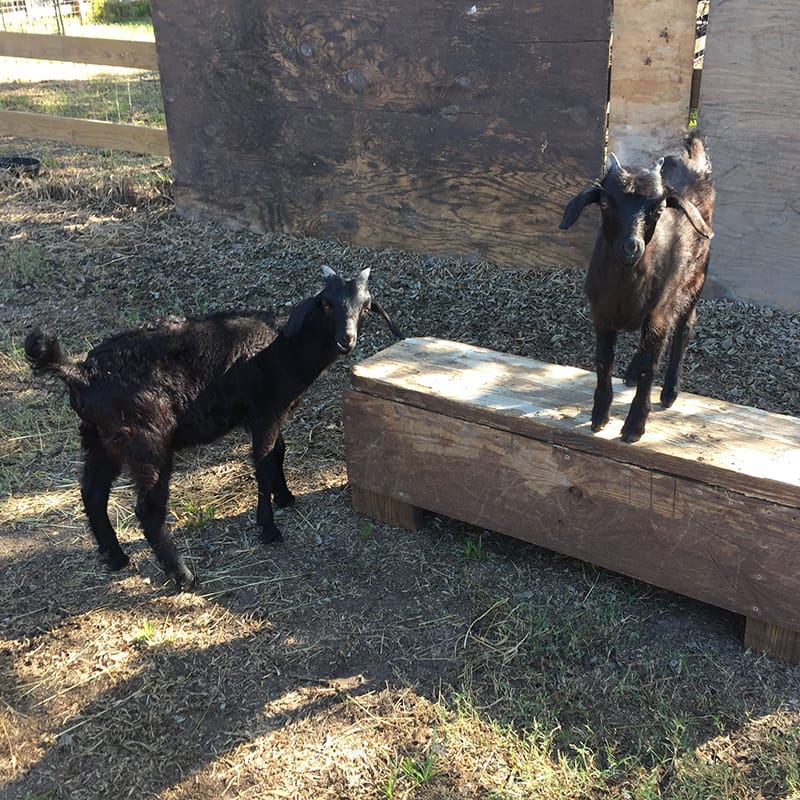 Dee Dee and Dexter playing in the enclosure.