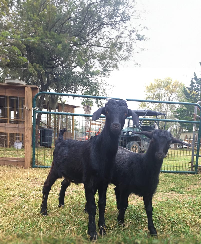 Dee Dee and Dexter, two little black goats, now part of the Rowdy Girl resident family.