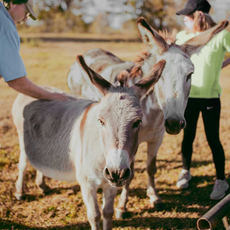 Donkeys-with-Tommy-&-Guest A guest and Tommy Sonnen with the donkeys.