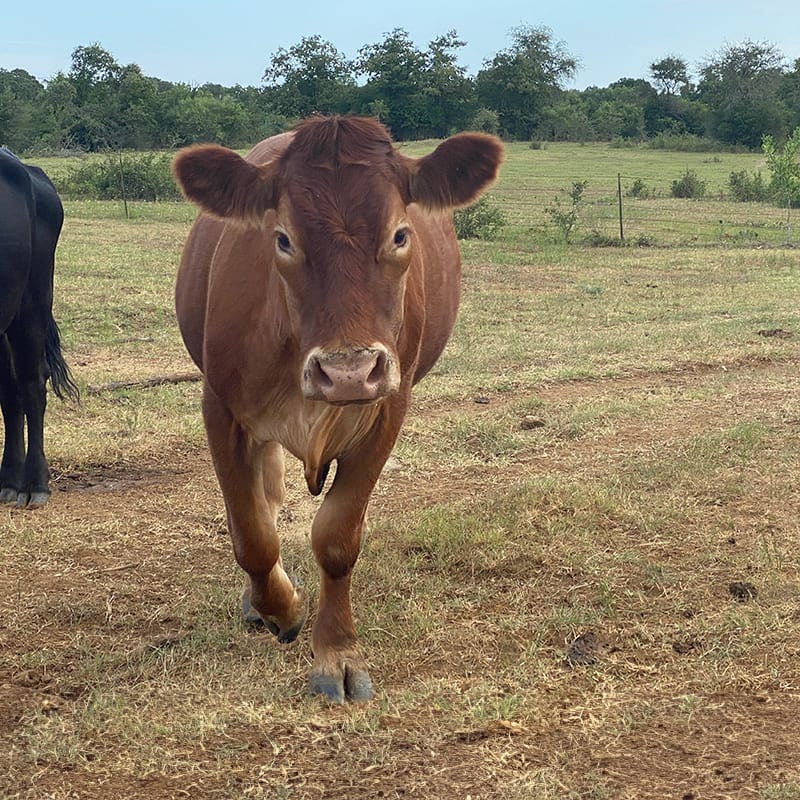 Fireball in a field.