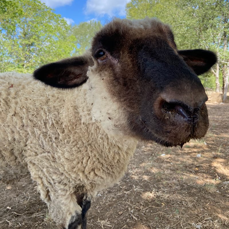 Gilbert-1 Gilbert the sheep.