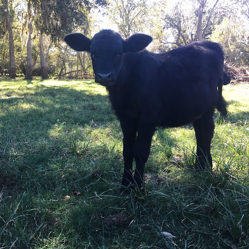 Harvey in the grass.