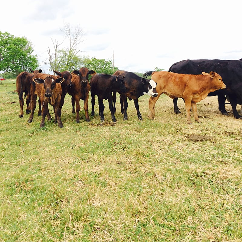 Close up shot of several herd babies.