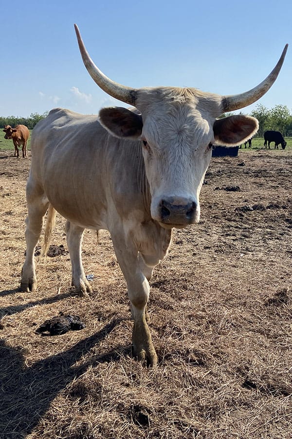 Jeddo in the pasture.
