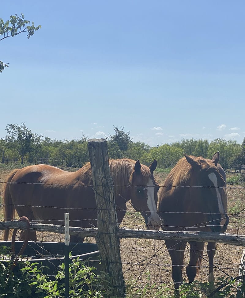Lemuria beside a fence.