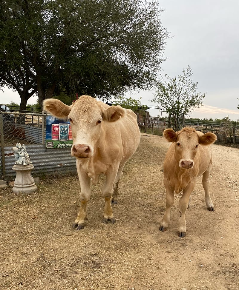 Little-Bit-and-Savannah-2132 Photo: Pictured are Little Bit and Savannah. Little Bit and Savannah are both rescued from a rancher's wife who loved these little souls enough to surrender them.