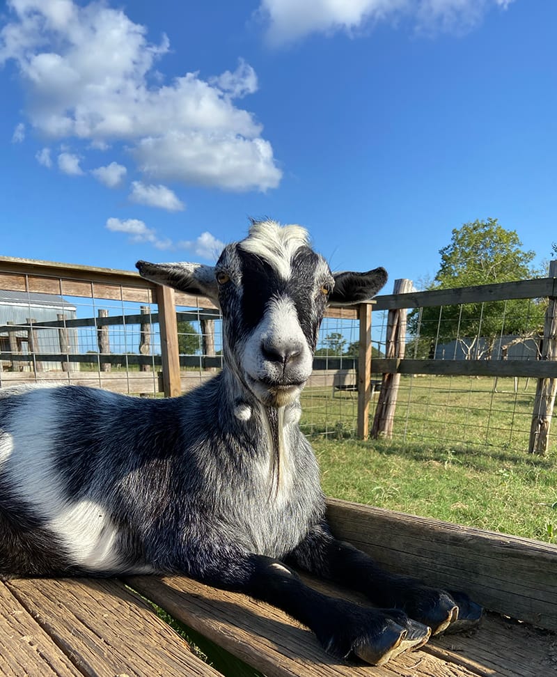 Pepper, resting.