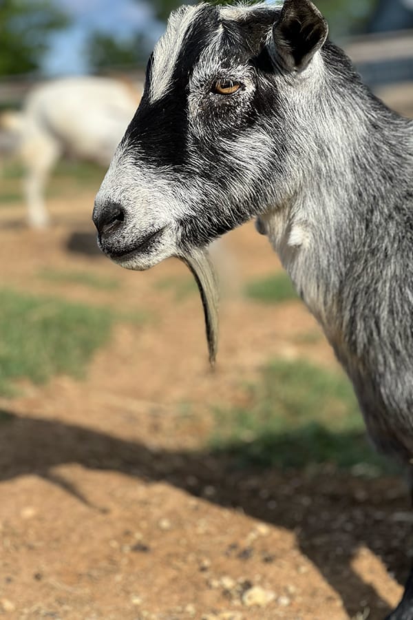 Close-up, Pepper the goat.