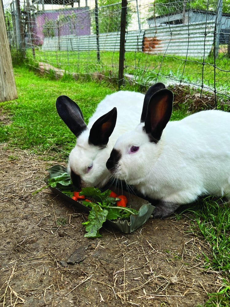 Bunnies having lunch