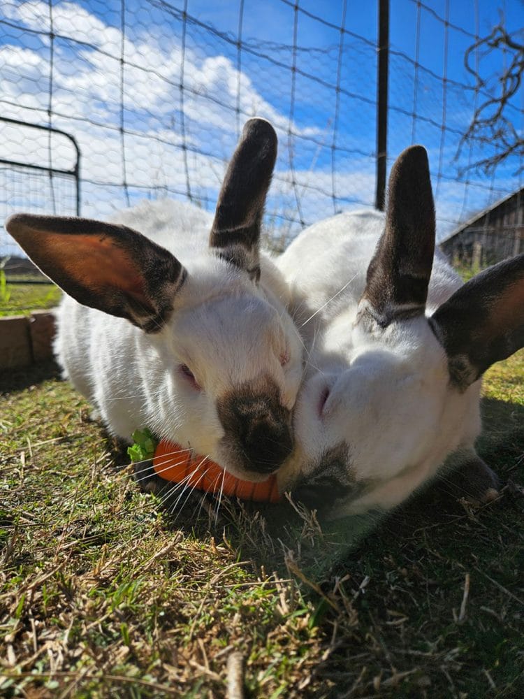 Bunnies, sharing a carrot