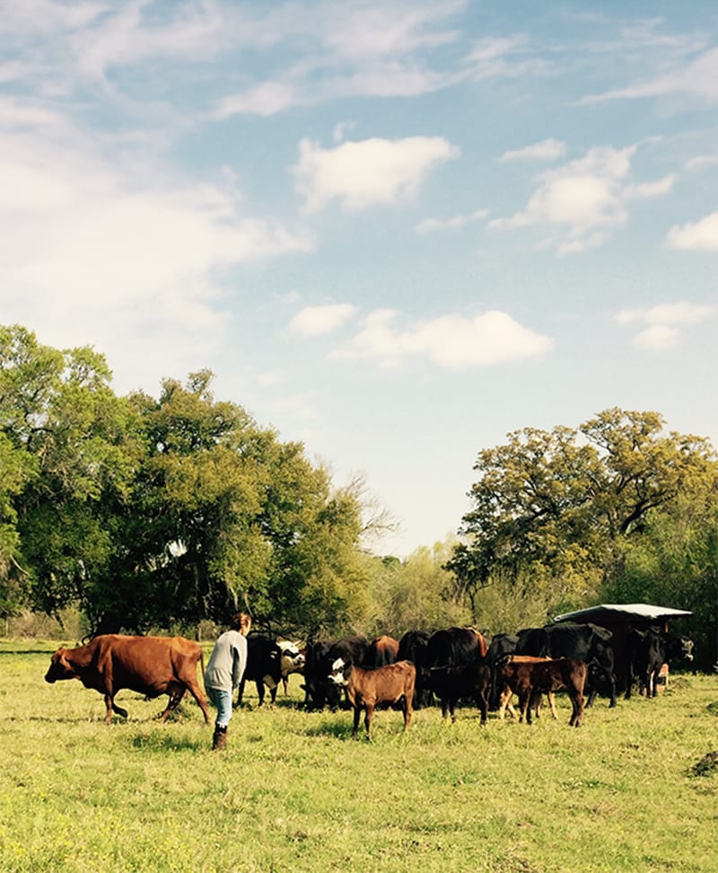 Renee greeting the herd on a cloudy day.
