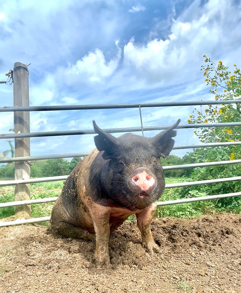 Roux sitting next to a fence.