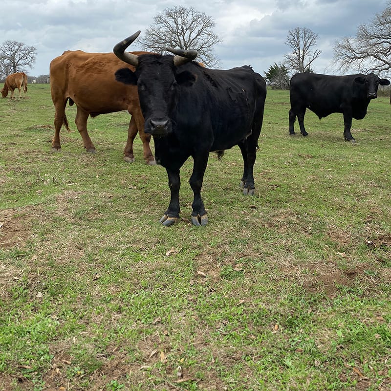 SPCA-Lucky Lucky, a black bull.
