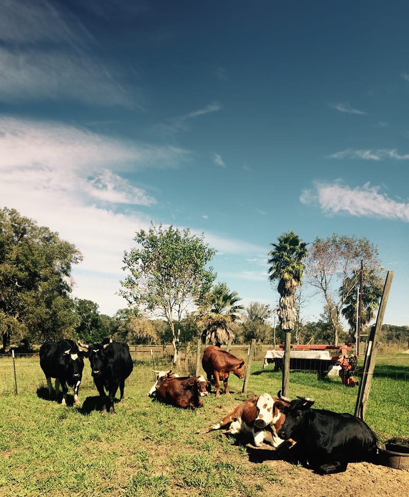 SPCA_8616 Some of the 'SPCA' rescue herd.