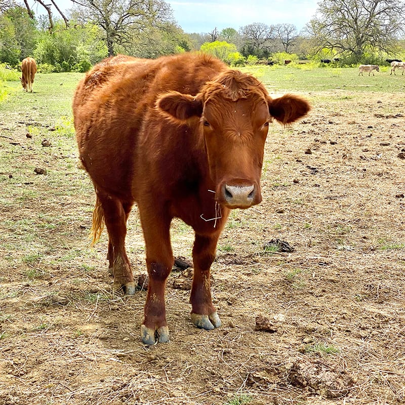 Samson, standing in a pasture.