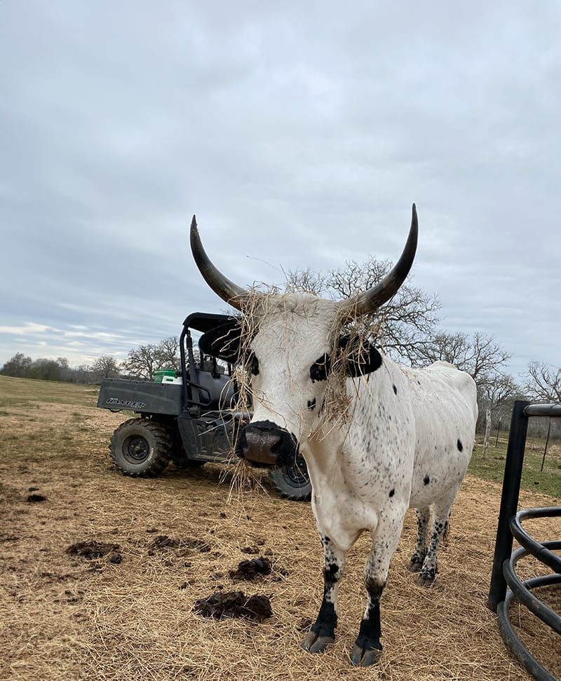 Stella, wearing a hat of hay in front of one of the mule vehicles.