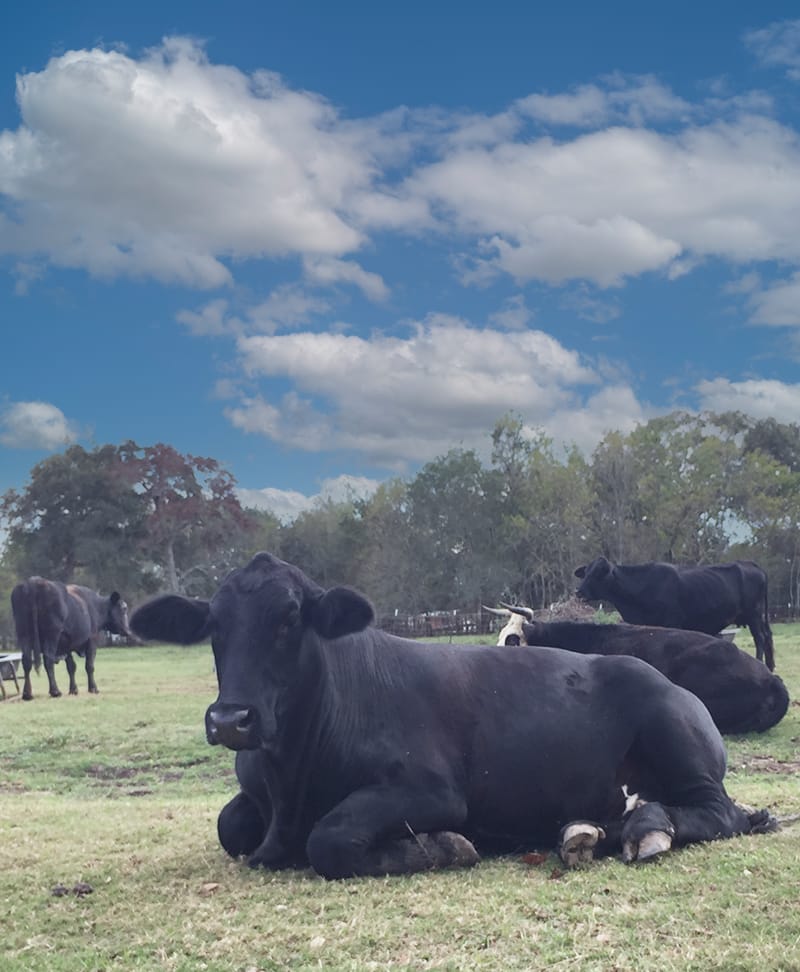 Tippy, resting next to some of the other herd. Each resident is cherished at Rowdy Girl.