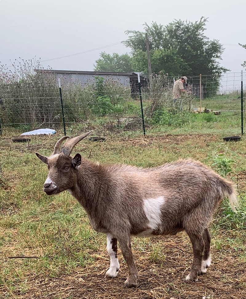 A side profile of Tom Tom the goat. He is a brown Nigerian Dwarf Goat with a white spot on his side.