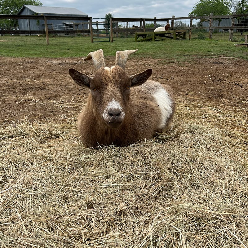 Tom Tom in the hay.