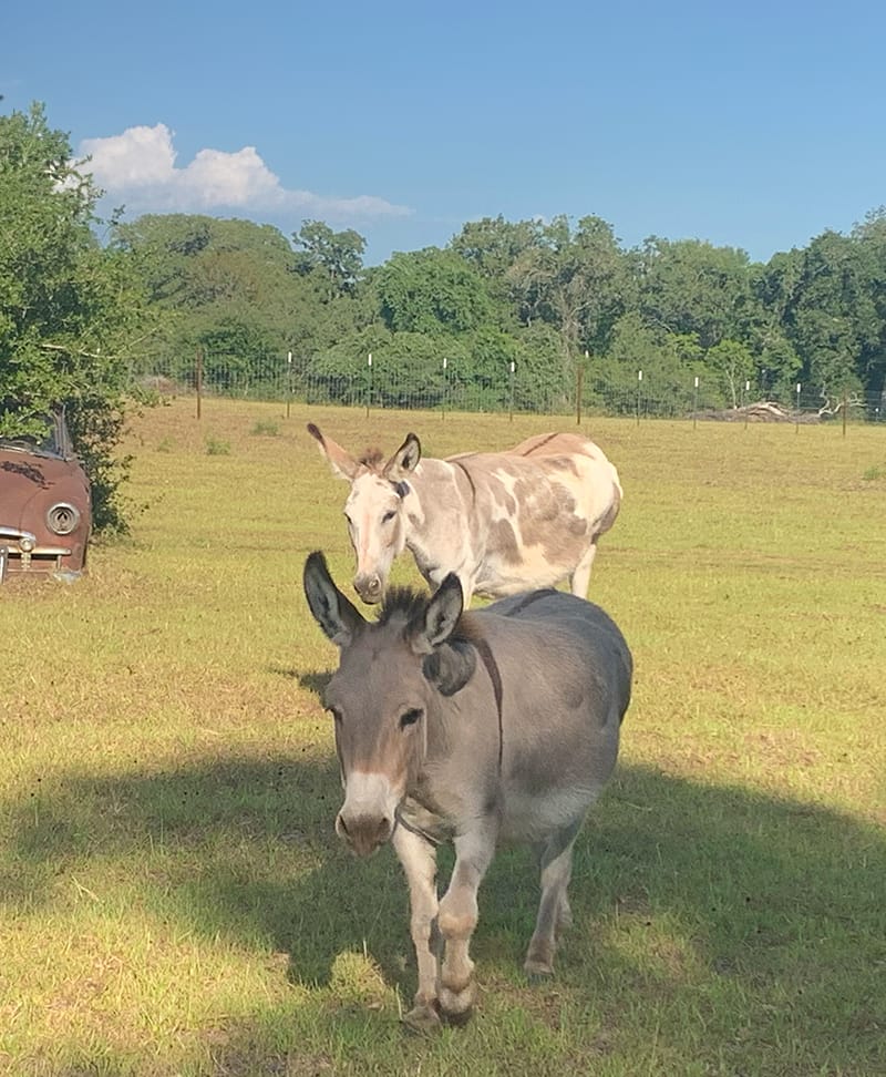 Trixie-Dixie-V Trixie & Dixie, two of our donkeys.