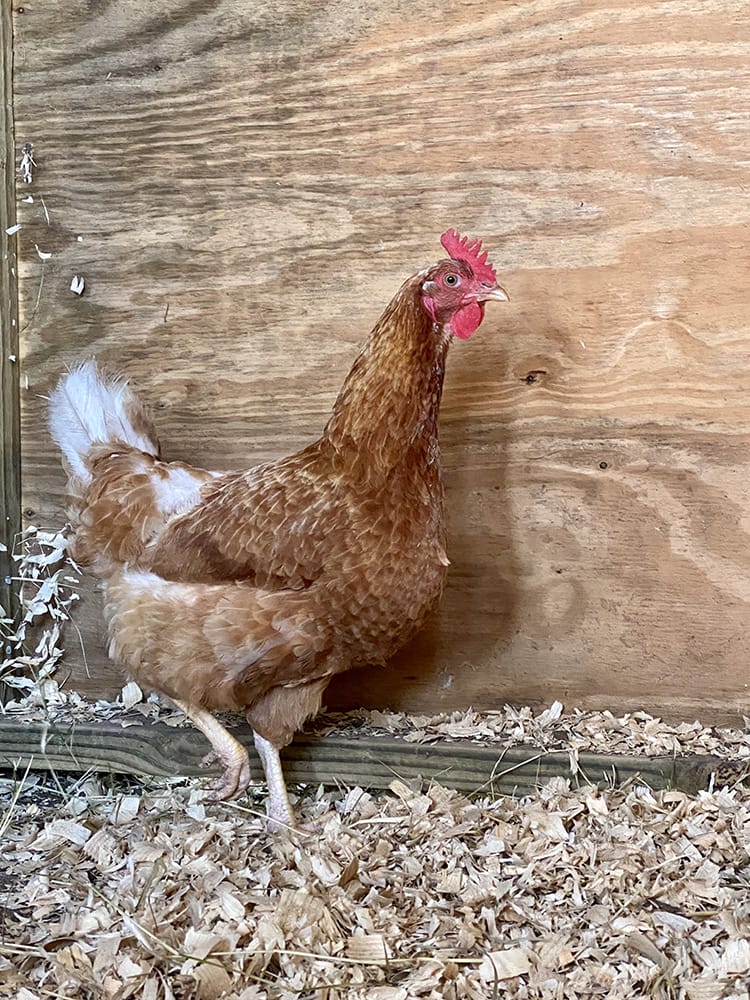WILMA-sm Wilma in the chicken coop.