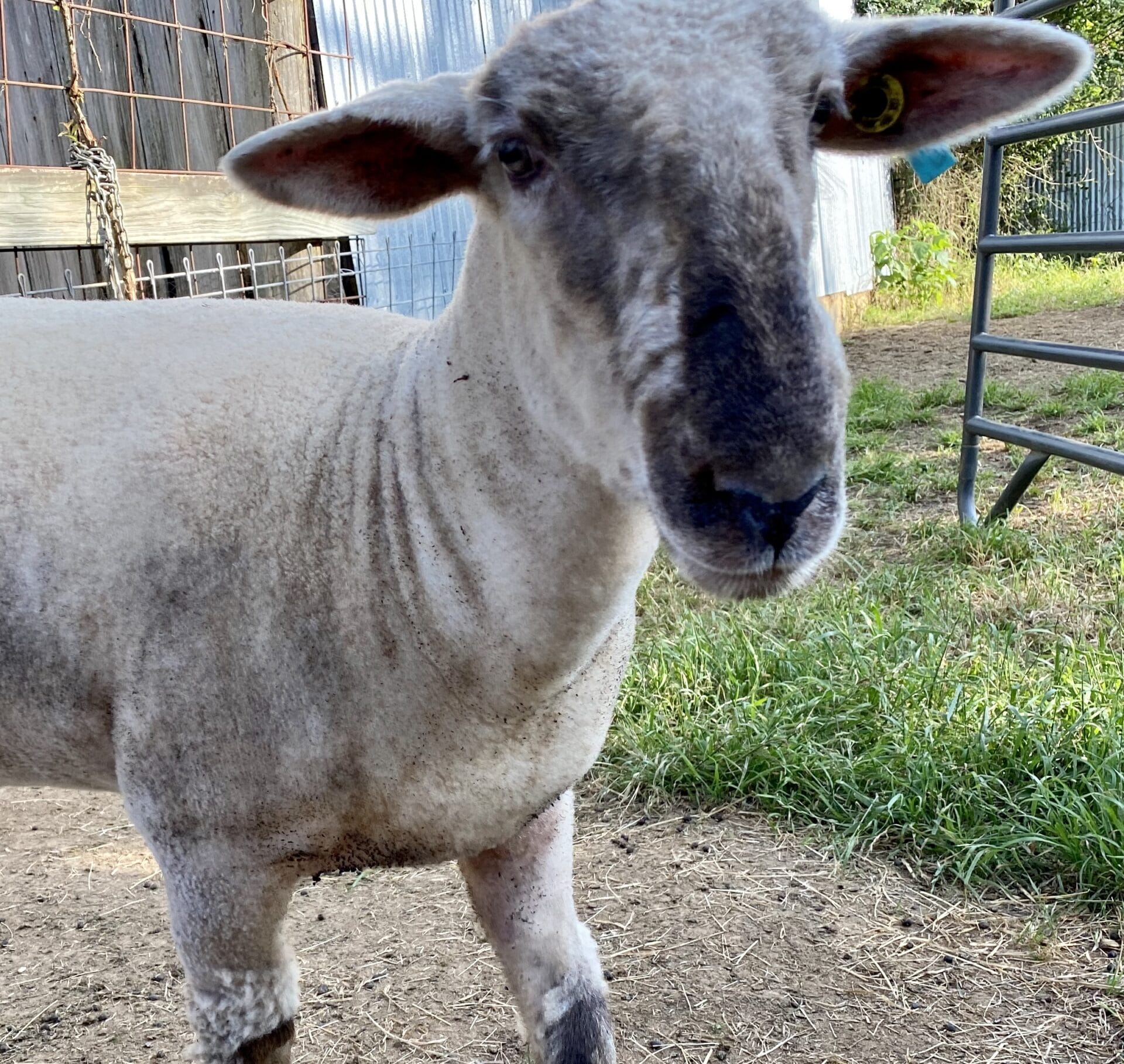 bd1e5184-d7ba-491b-b234-45cfb1d34b4b Close-up of our sheep resident.