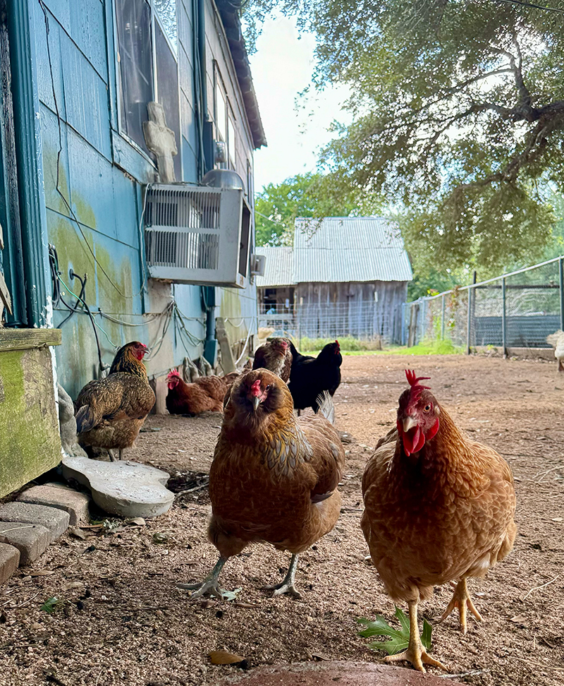 Chickens_1922 Several of our beloved chickens roaming around the sanctuary grounds.
