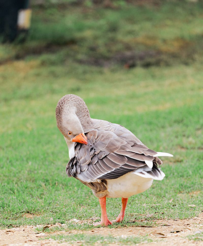 Henry, photo taken by Jesan Barnes-Kaushik