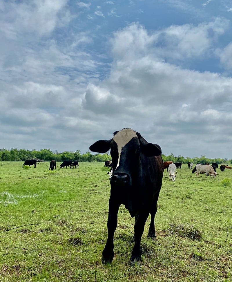 Houdini standing in a field. She is Rowdy Girl's first daughter. Other members of the herd are seen behind her.