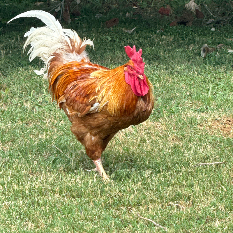 Rooster_1767 Image of Malachi, one of the beloved residents at Rowdy Girl Sanctuary. Photo depicts a rooster standing on grass.