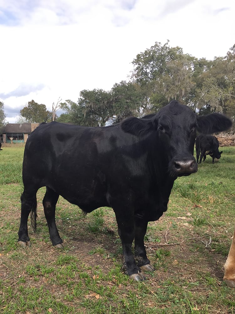 Tippy is one of the original herd. Here, Tippy is shown as a tiny baby. He's a black cow.
