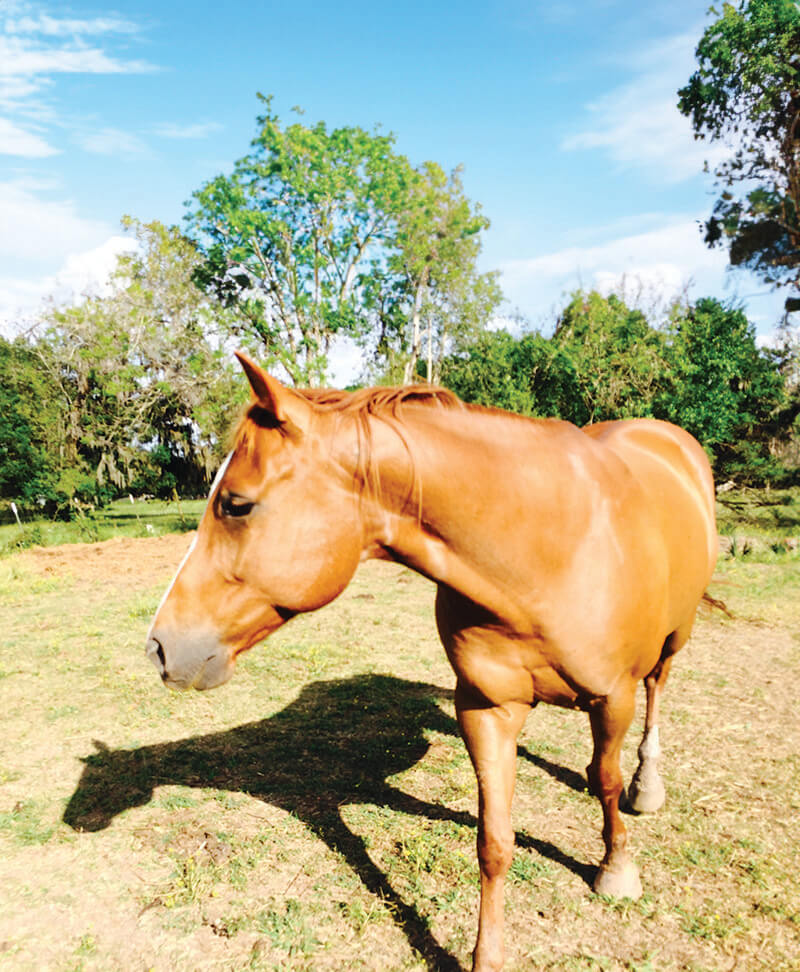 Cami Jo, a brown equine resident, standing alone in the pasture on a sunny day.