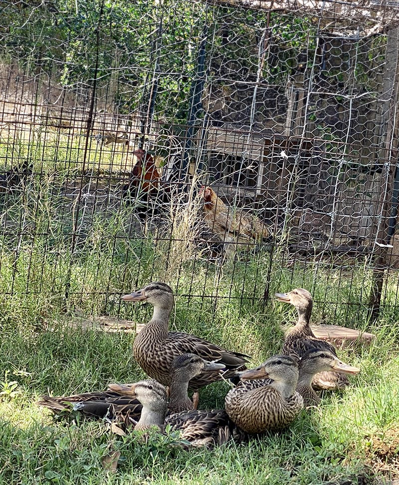 Ducks_1254 Image of ducks checking out the surroundings at Rowdy Girl Sanctuary