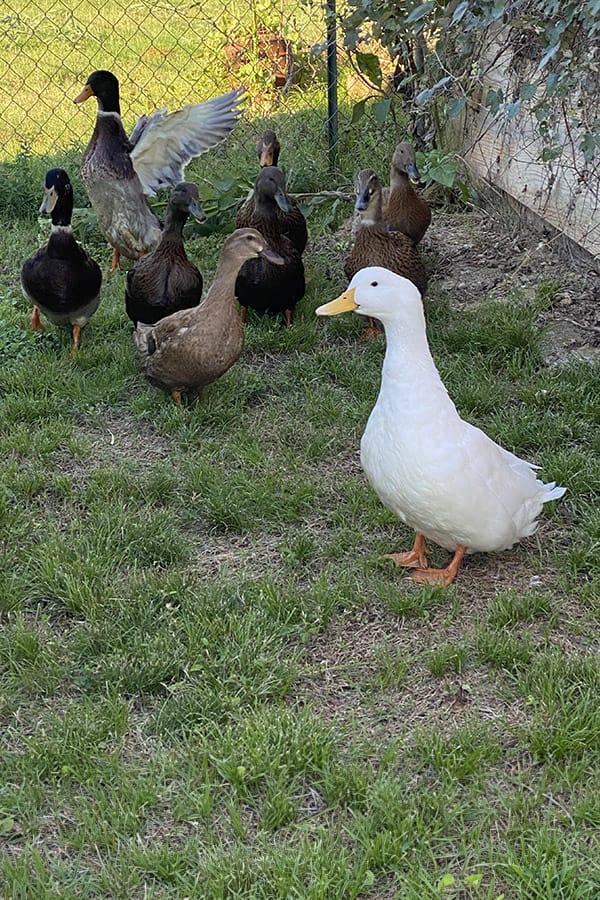 Rowdy Ducks Group of ducks at Rowdy Girl Sanctuary, just a few of our waterfowl.