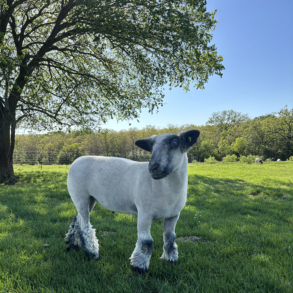 Buddy, chillin' in the pasture at Rowdy Girl Sanctuary.
