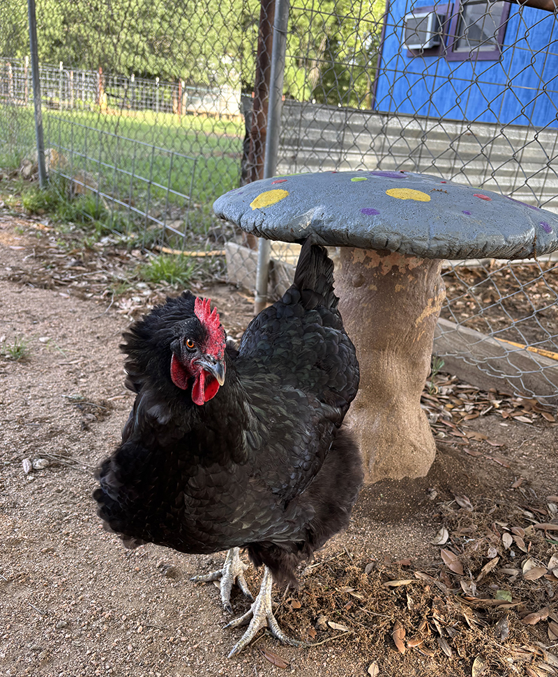 Penelope, the chicken, next to a colorful mushroom decoration at Rowdy Girl Sanctuary