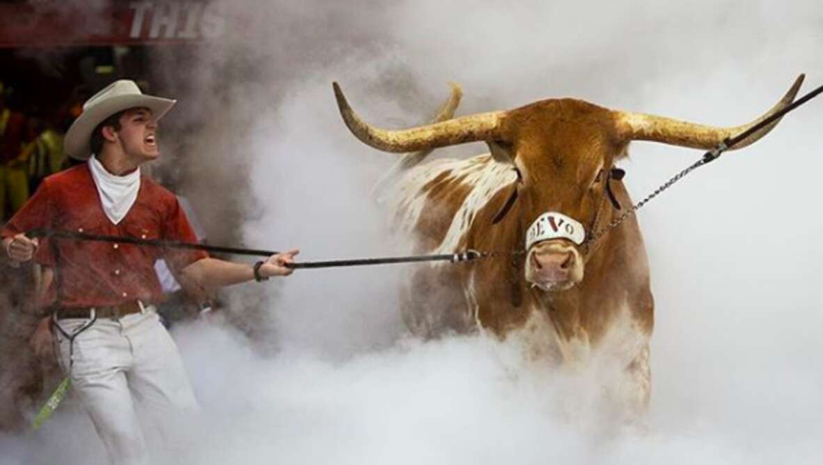 Bevo being pulled by cowboy
