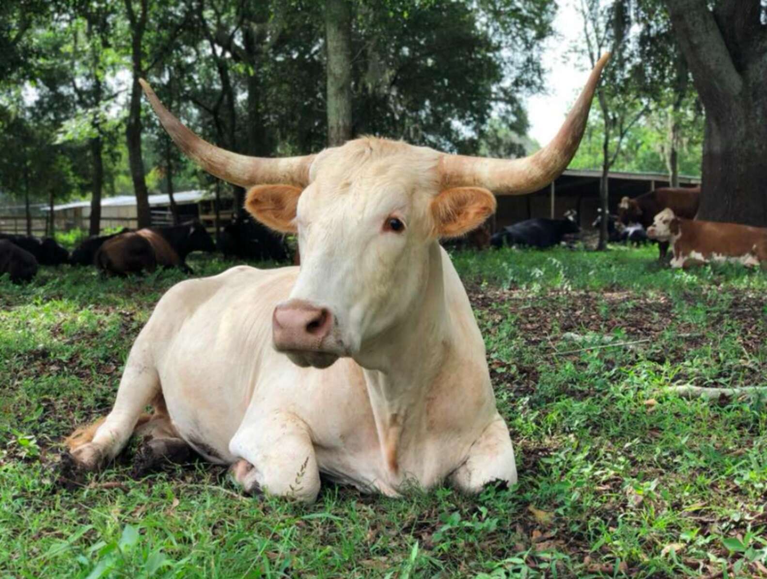 Frosty the cow laying in the grass