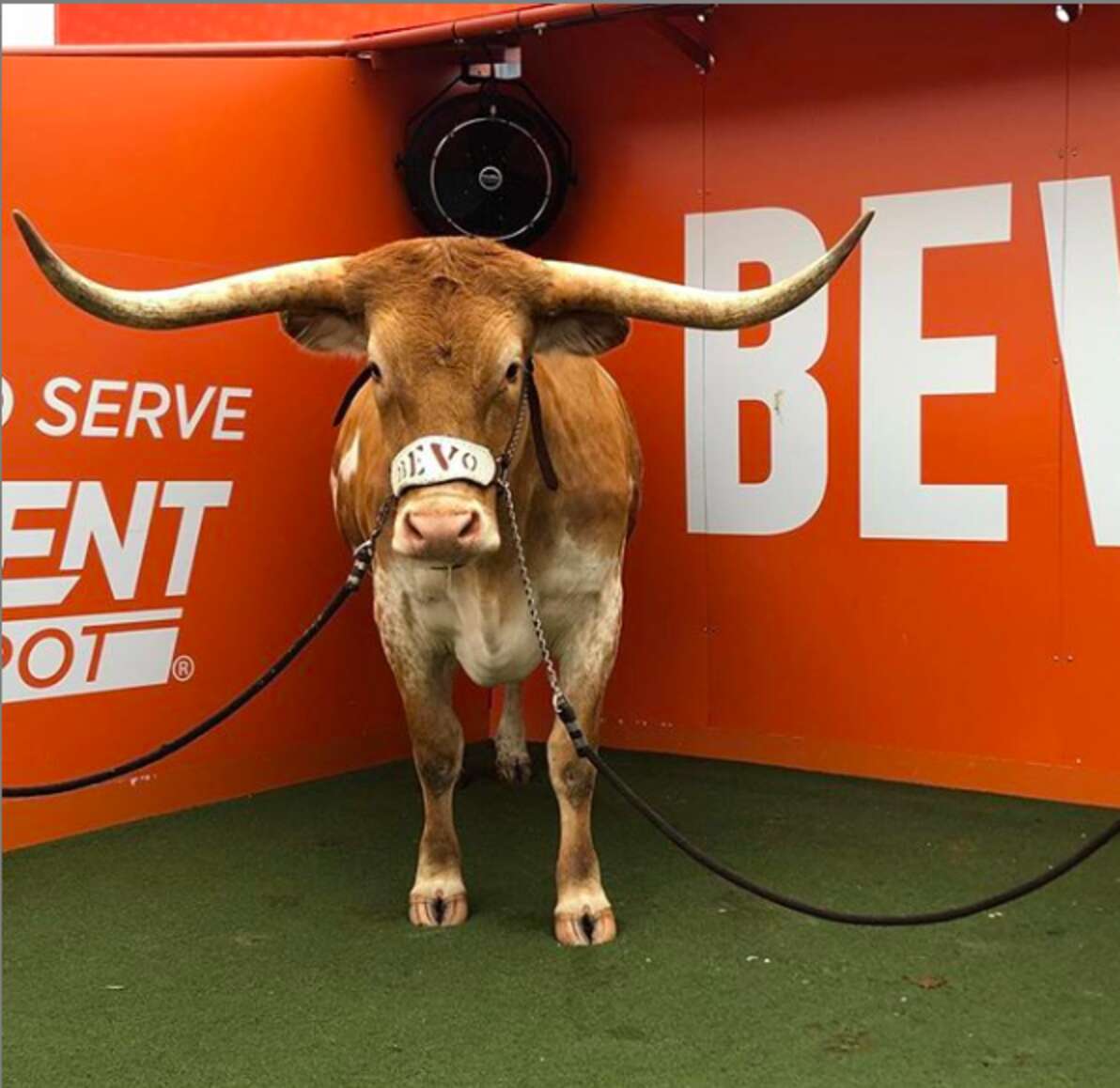 Bevo at show