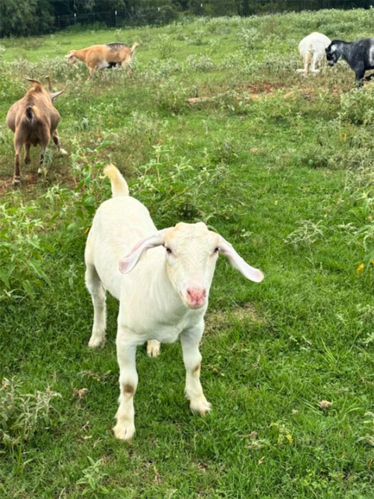 Eeshan with other Rowdy Goats in field