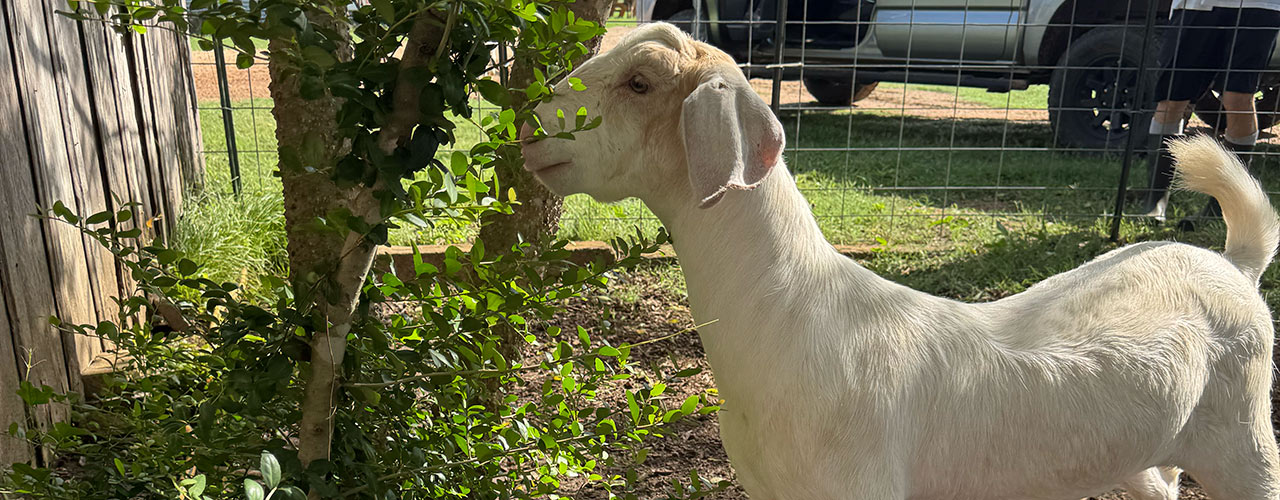 Eeshan nibbling on leaves